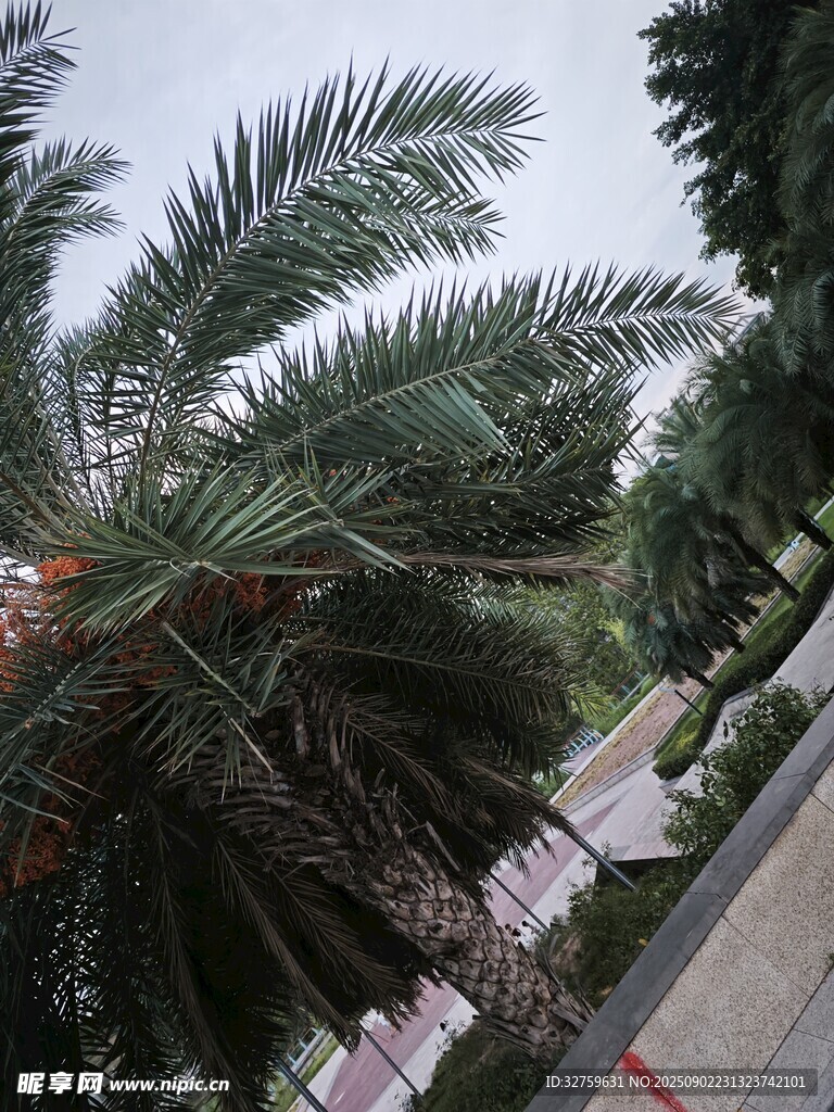 路边高大的棕榈树