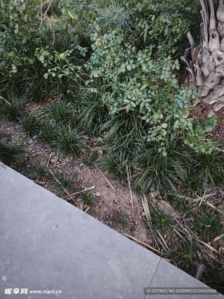 路边绿植景观