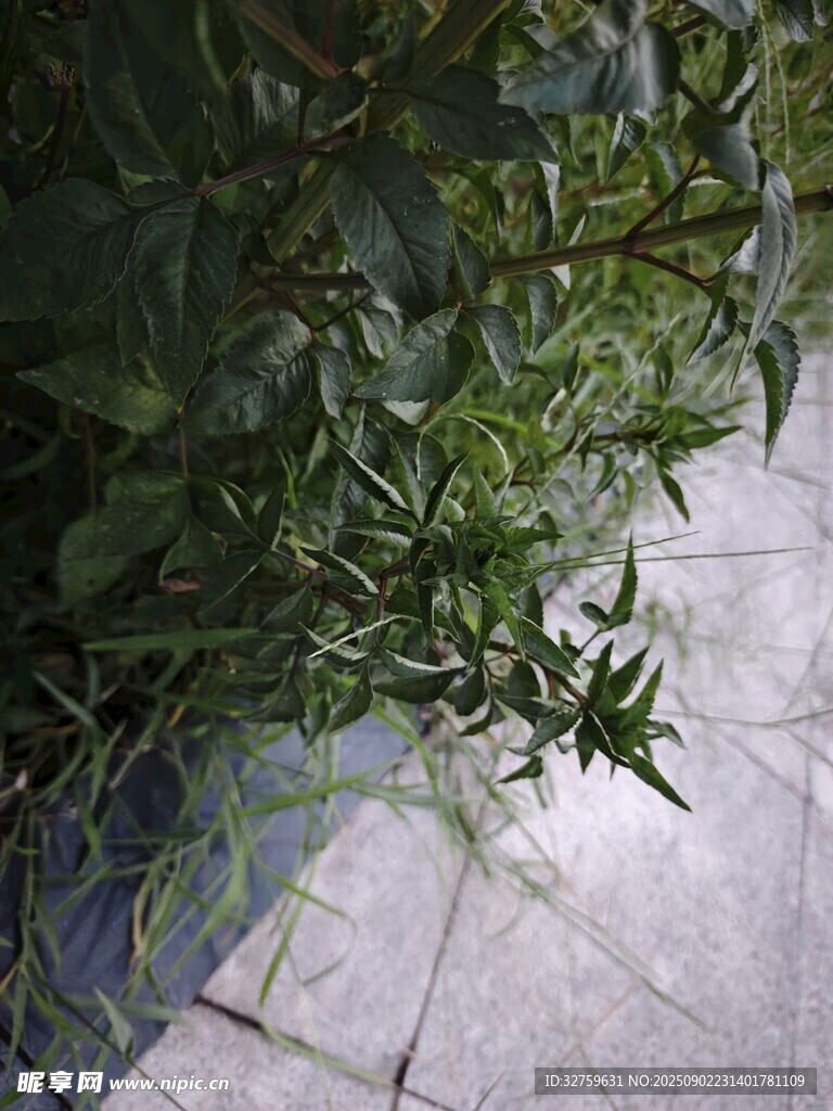 路边绿植特写