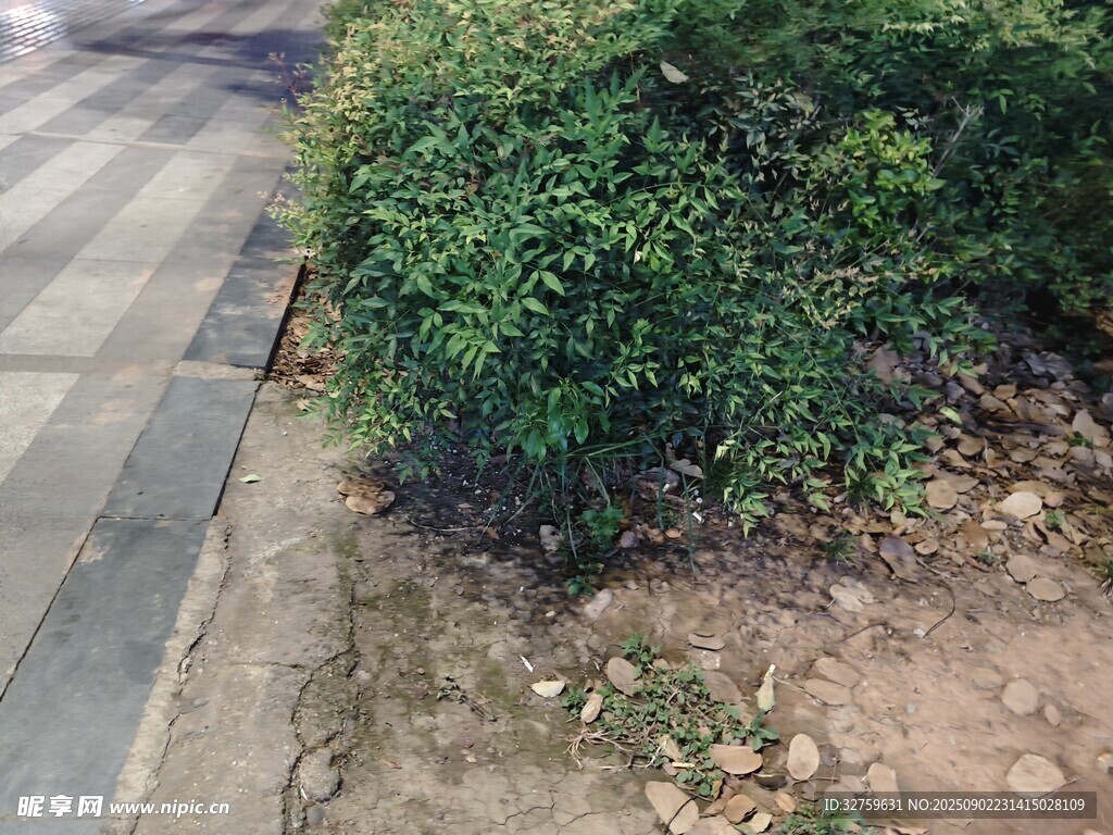 路边绿植与裸露土地