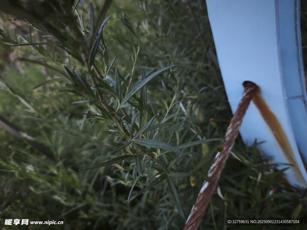 户外探险的登山杖与植被