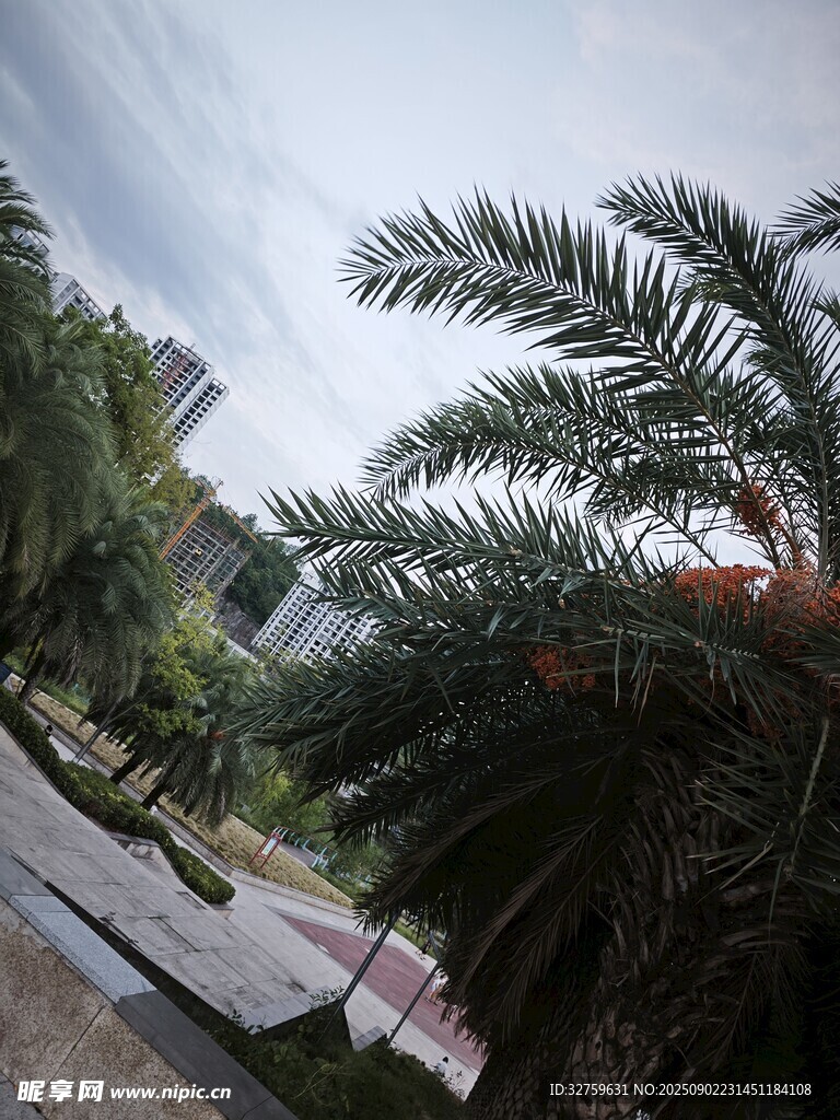 城市中的棕榈树景观