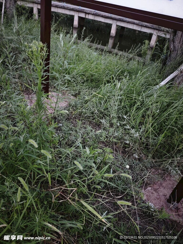 荒废角落的繁茂杂草