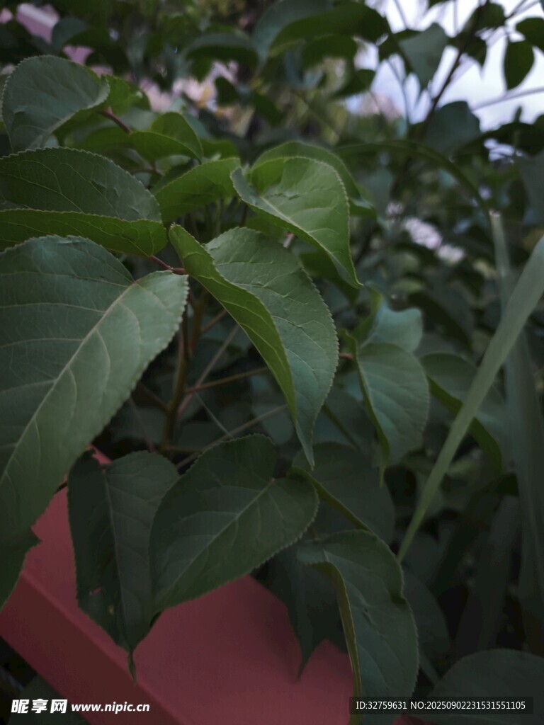 绿叶植物特写