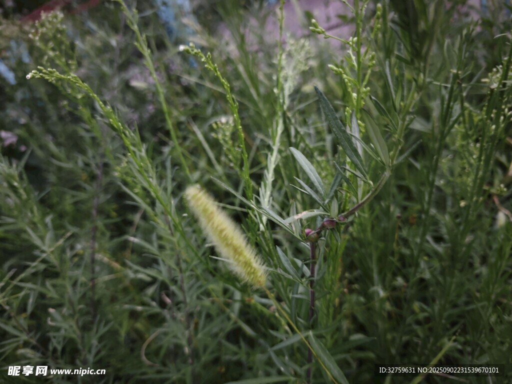 草丛中的黄色物体