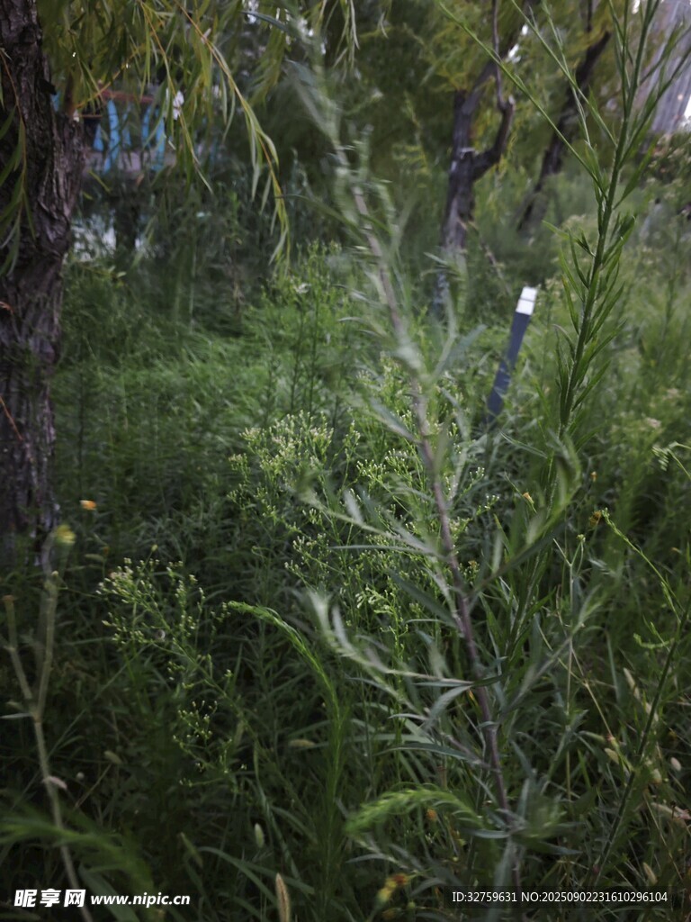 野外繁茂绿植景象