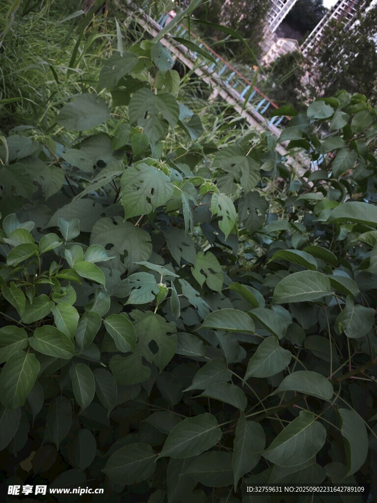 茂密绿植中的金属架子
