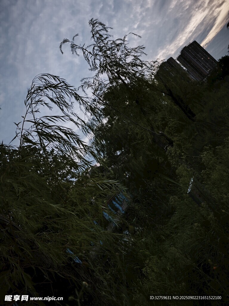 暮色中摇曳的绿植与建筑