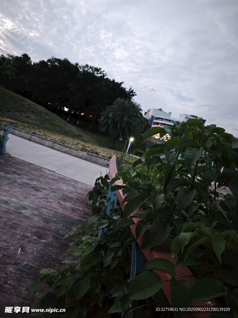 户外道路旁的绿植景观