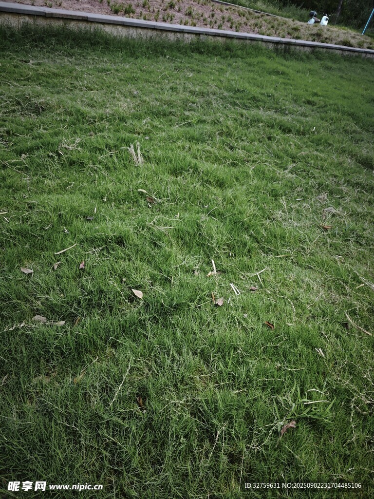 翠绿草地
