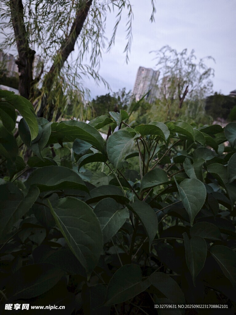 城市边的绿植景观
