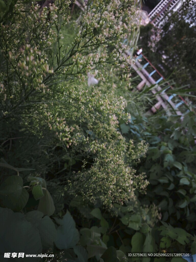 繁茂绿植中的木质结构