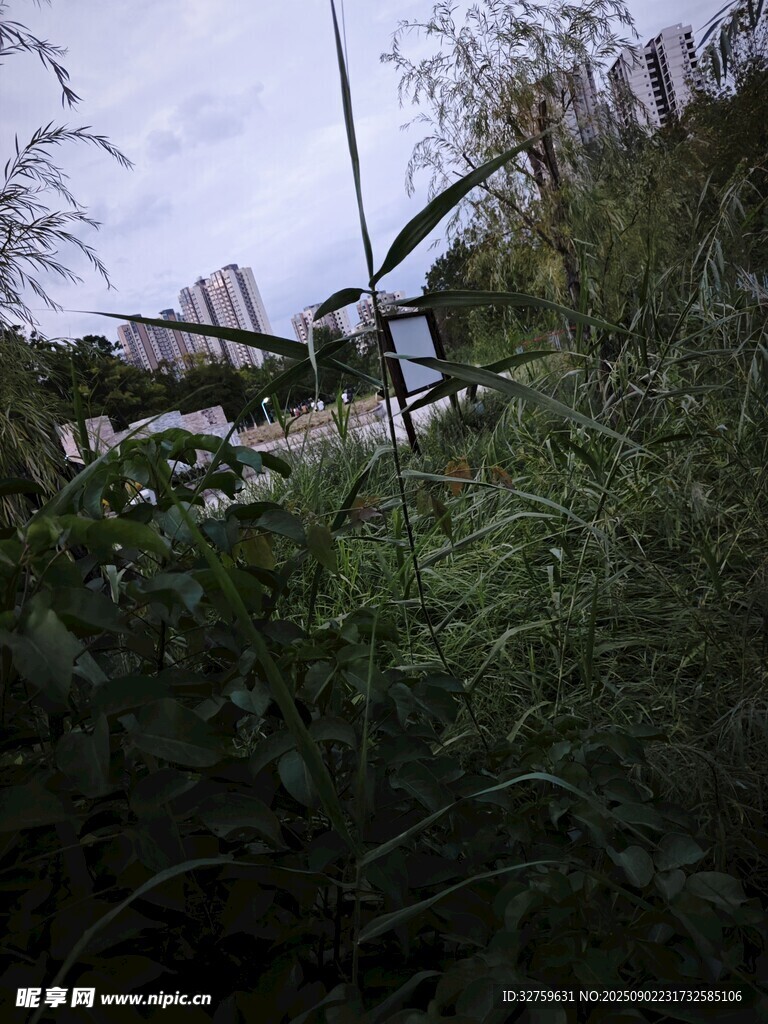 野外绿植与远处建筑景观