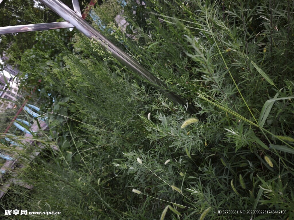 繁茂绿植
