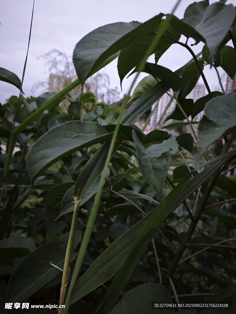 绿叶植物特写