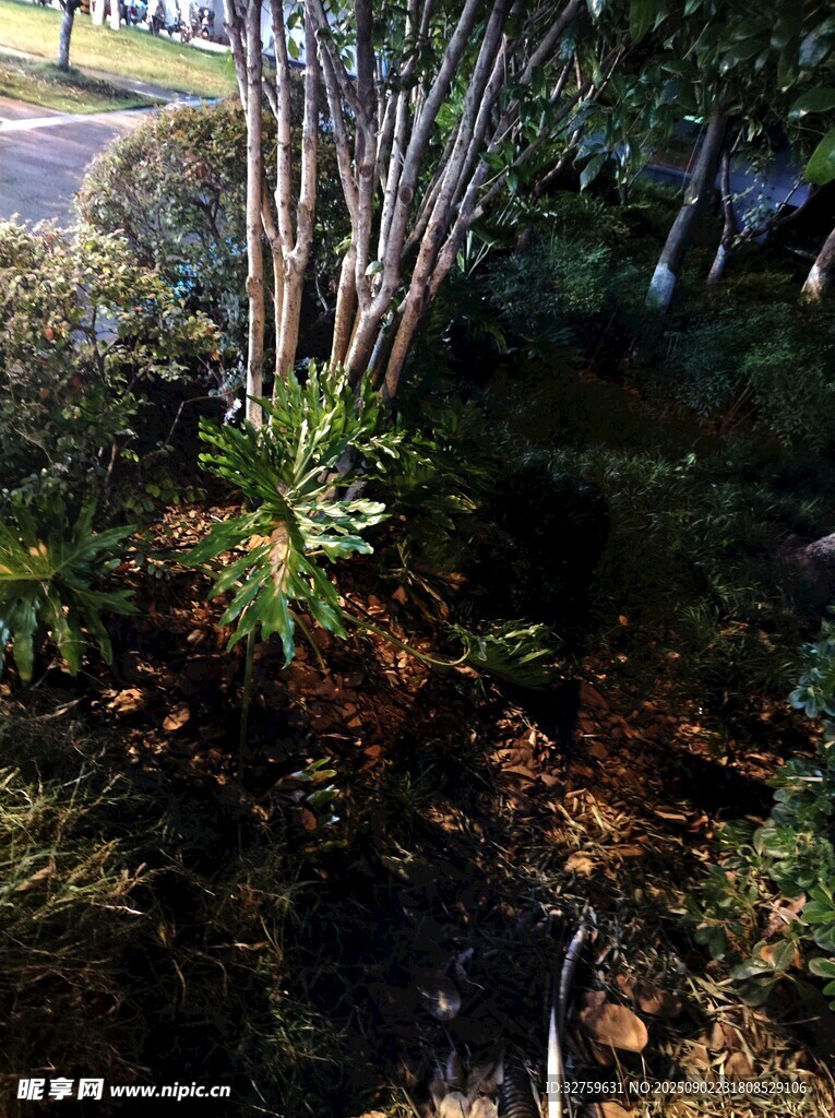 庭院绿植景观一角