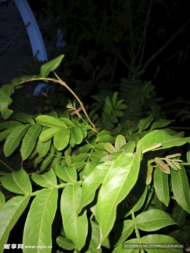 夜间翠绿植物枝叶特写