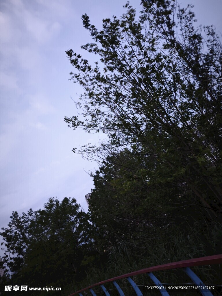 黄昏下的树梢与栏杆