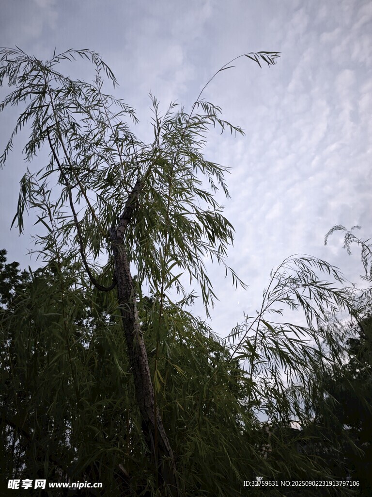 天空下的垂柳树