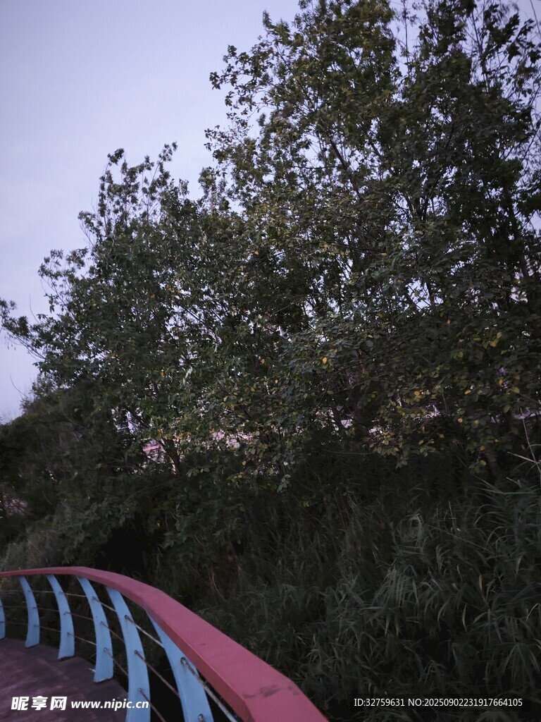 彩色步道旁的葱郁树木