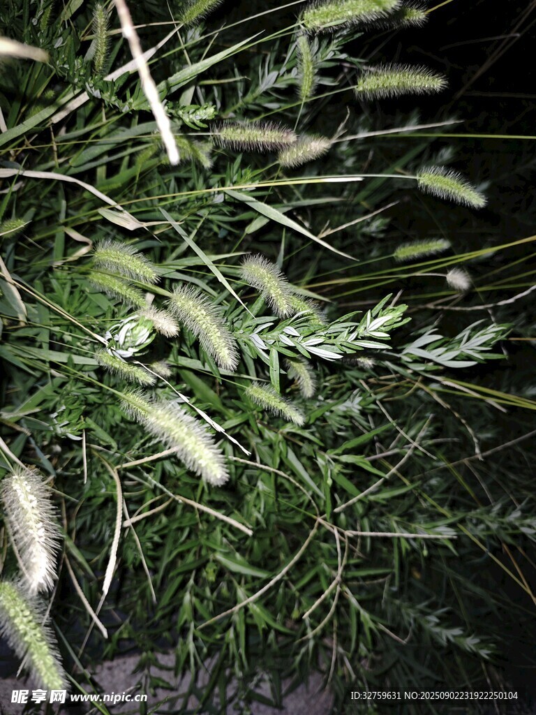 野生植物特写