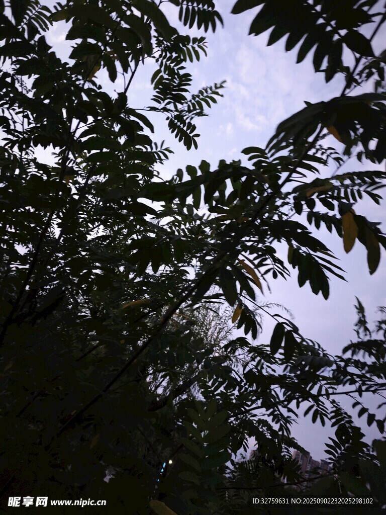枝叶间的天空