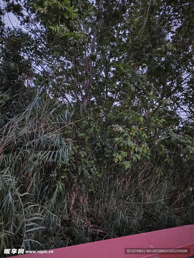 红栏旁的繁茂绿植