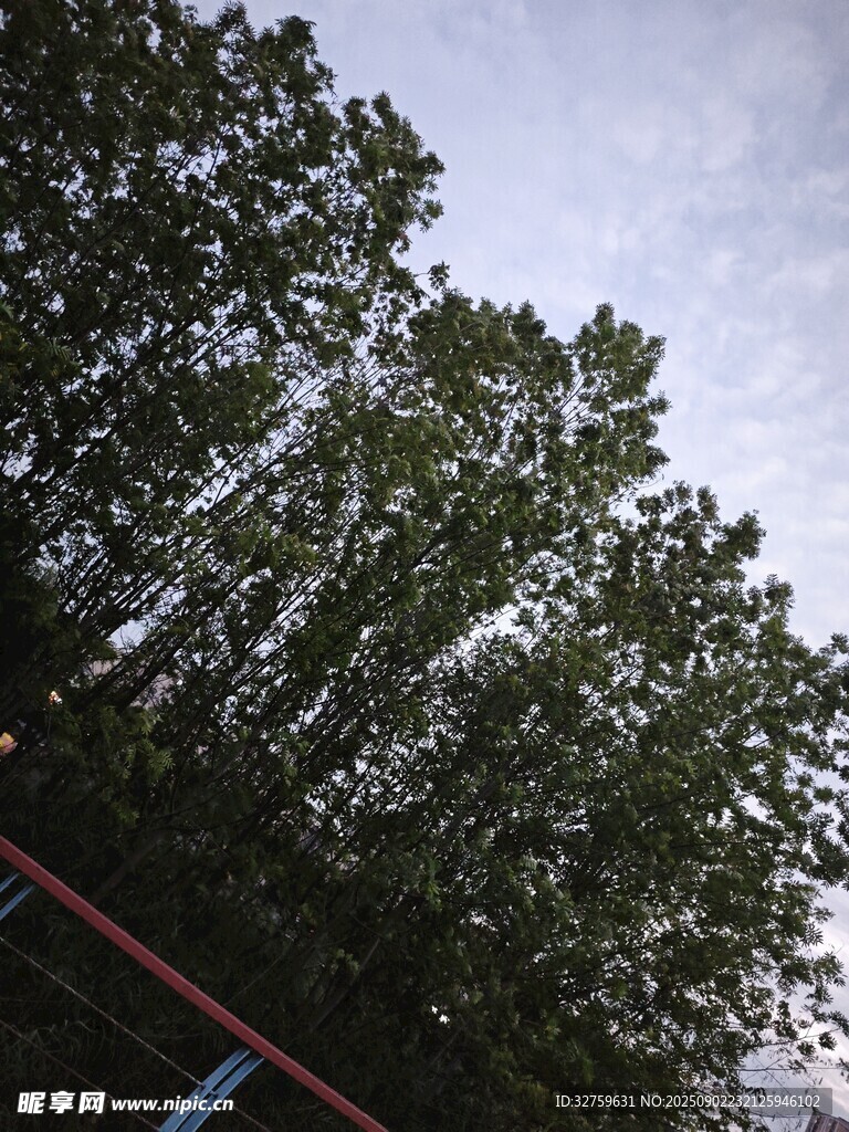 仰视葱郁树木