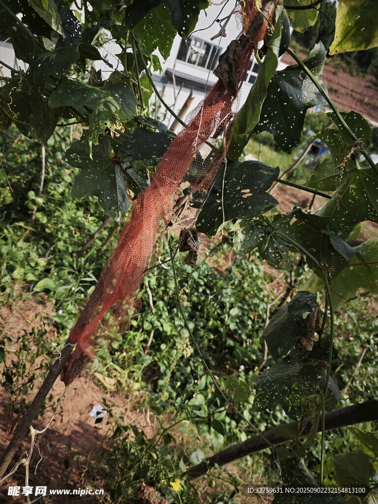 红树干与繁茂绿植景观
