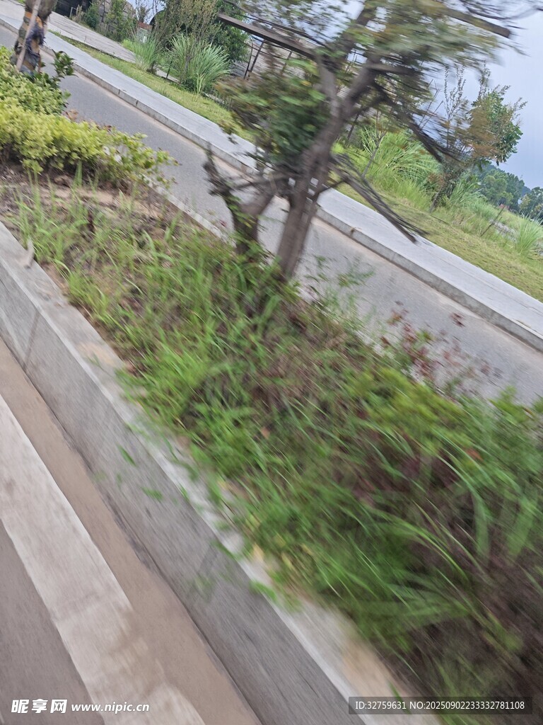路边绿植景观