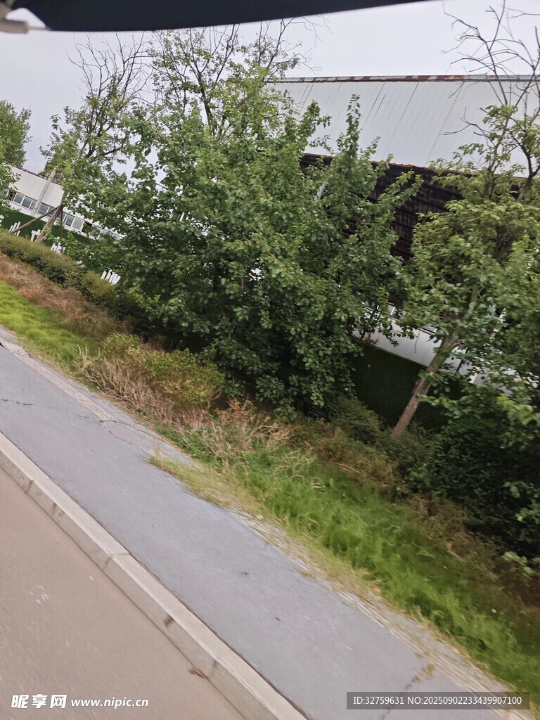路边绿植景观