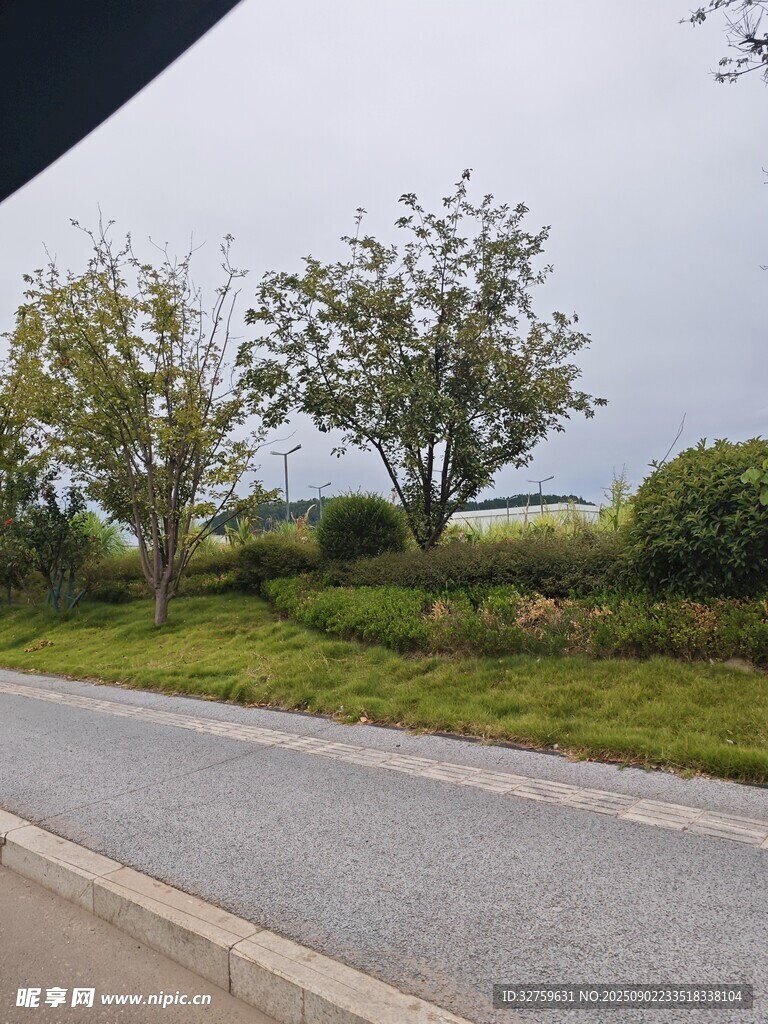 路边绿意盎然的自然景致