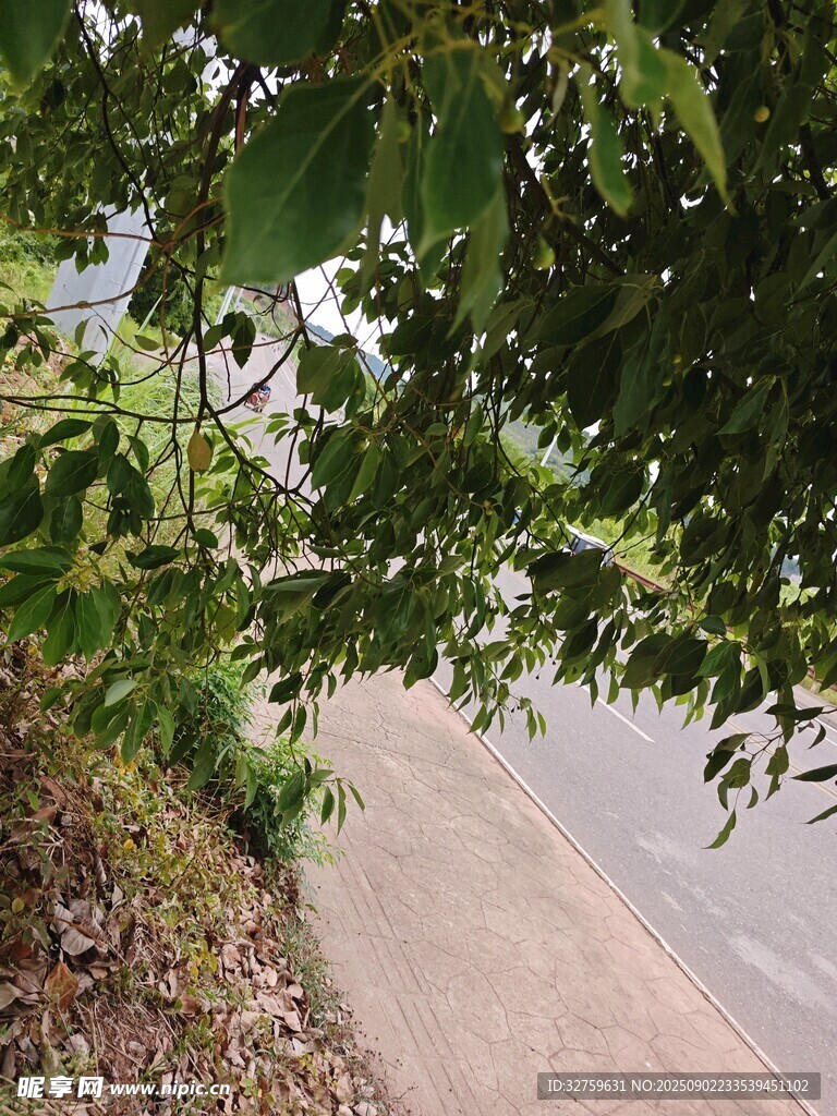 路边枝叶繁茂的绿意景象