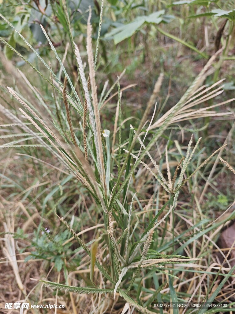 野外生长的纤细草类植物