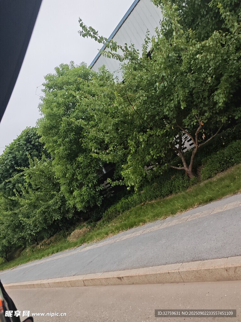 车窗外的绿树与道路
