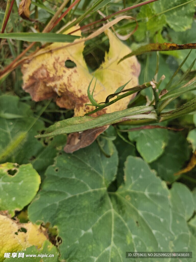 南瓜藏于绿叶杂草间
