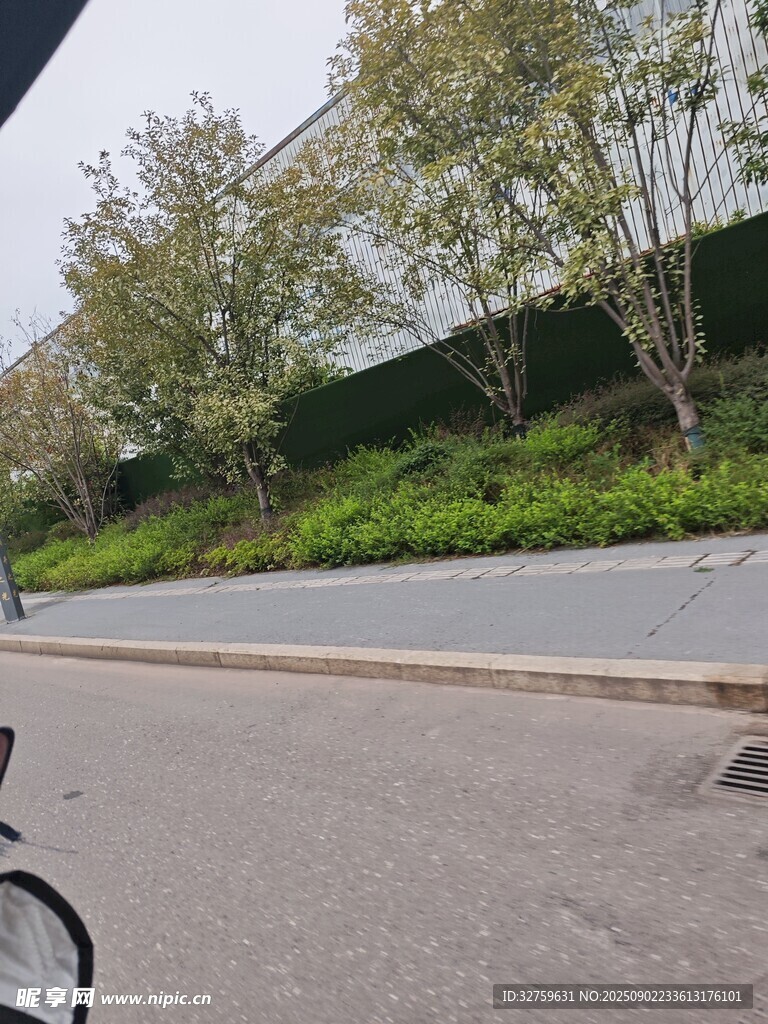 路边绿植景观