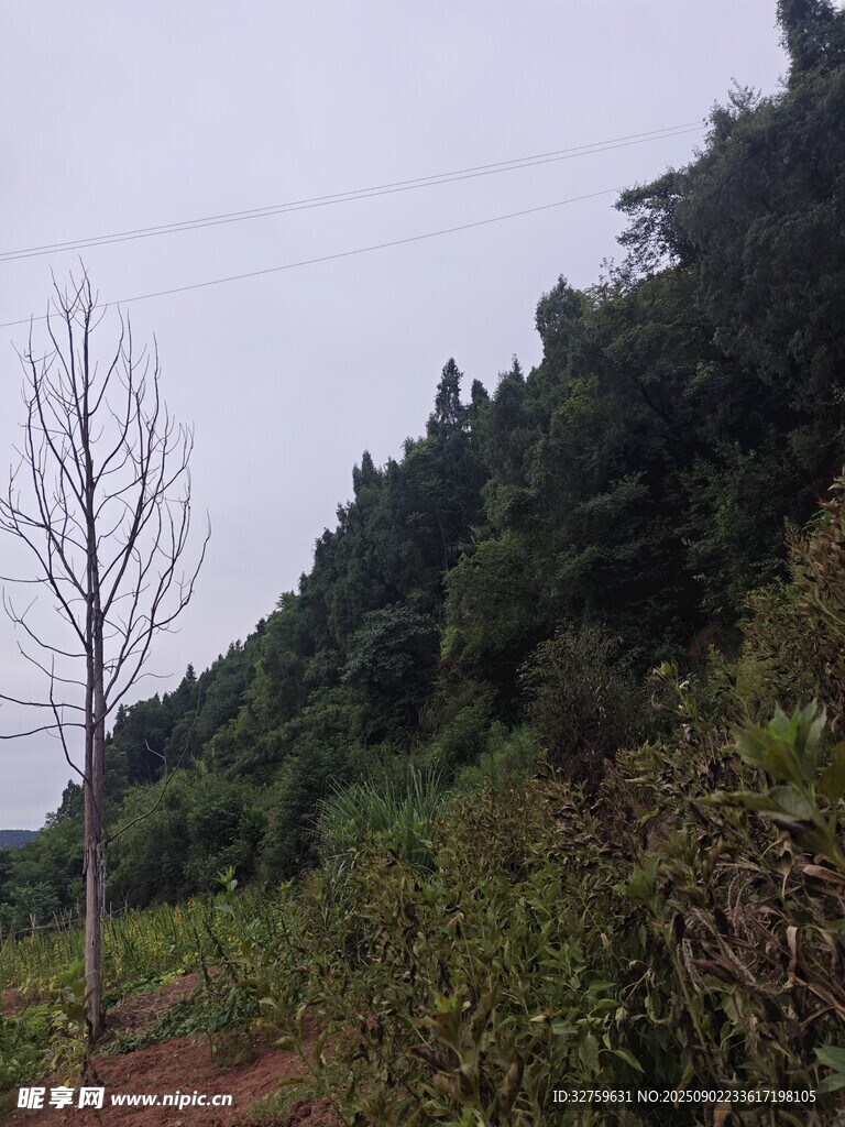 山林景色 