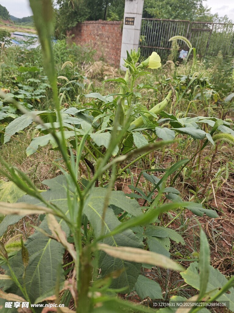 田间生长的茂盛绿色植物