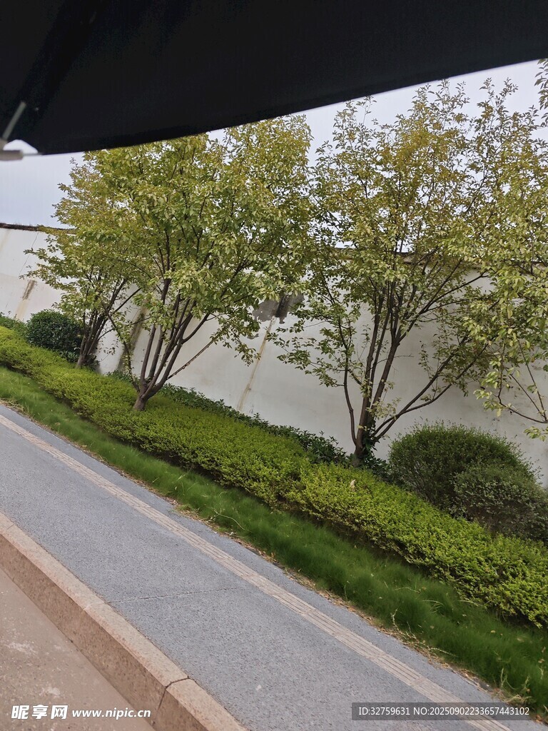 路边绿植景观