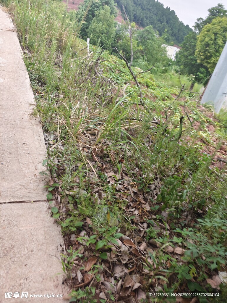 路边杂草丛生景象