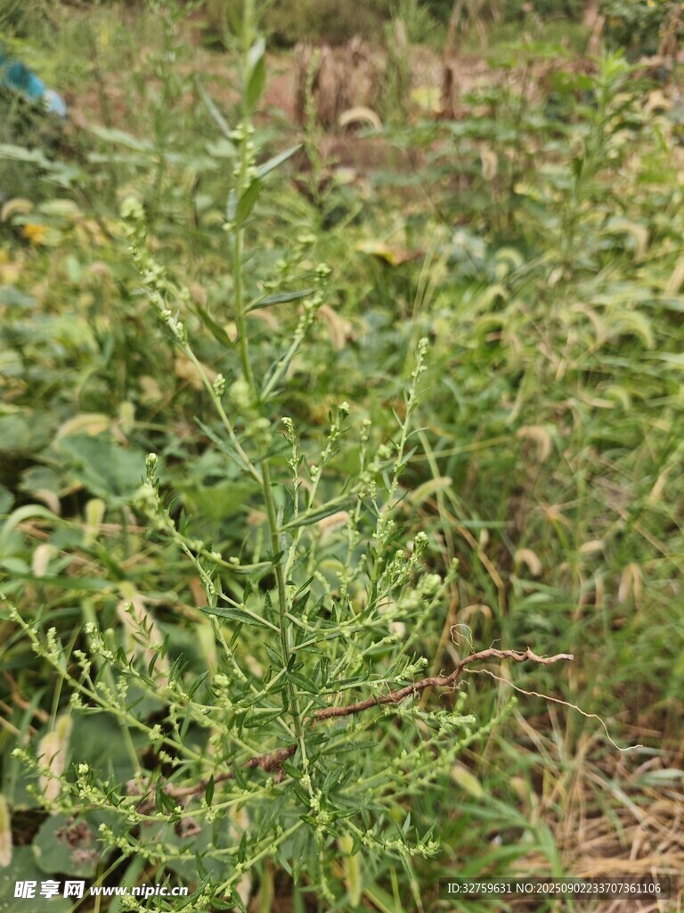 田间繁茂的绿色植物