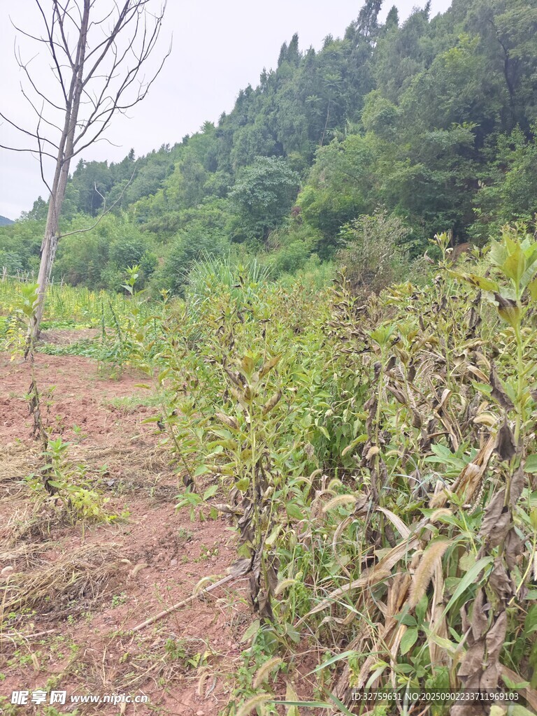 乡村田野间的植物与树木