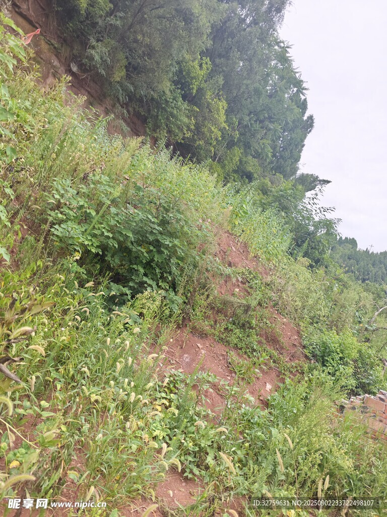 山坡绿植景观