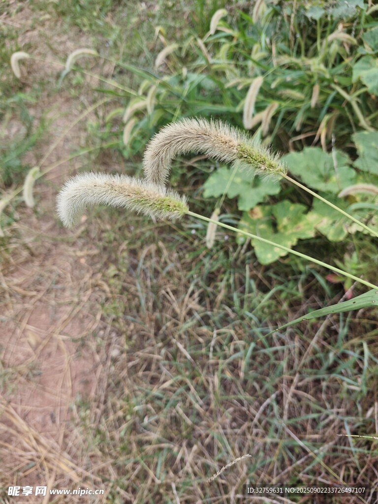 田间狗尾草特写