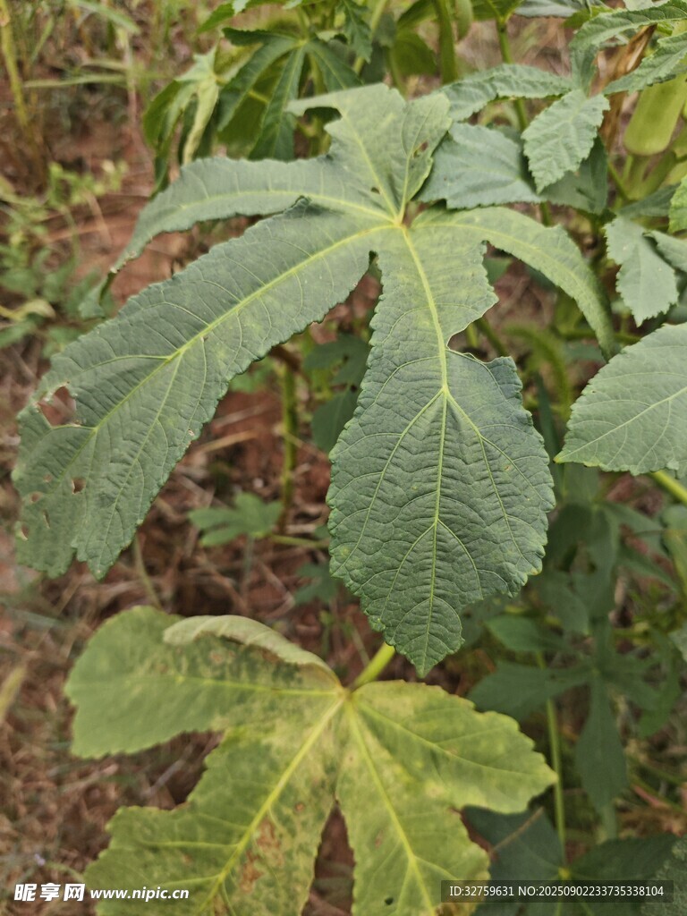 绿叶繁茂的植物特写