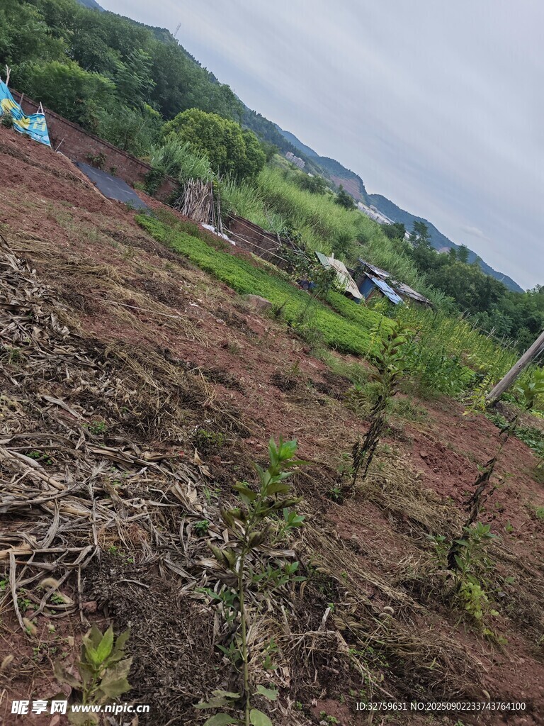 山坡上的新植苗木景观