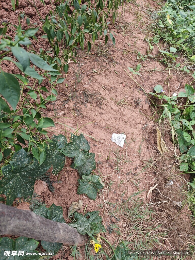 地面绿植旁的白色垃圾