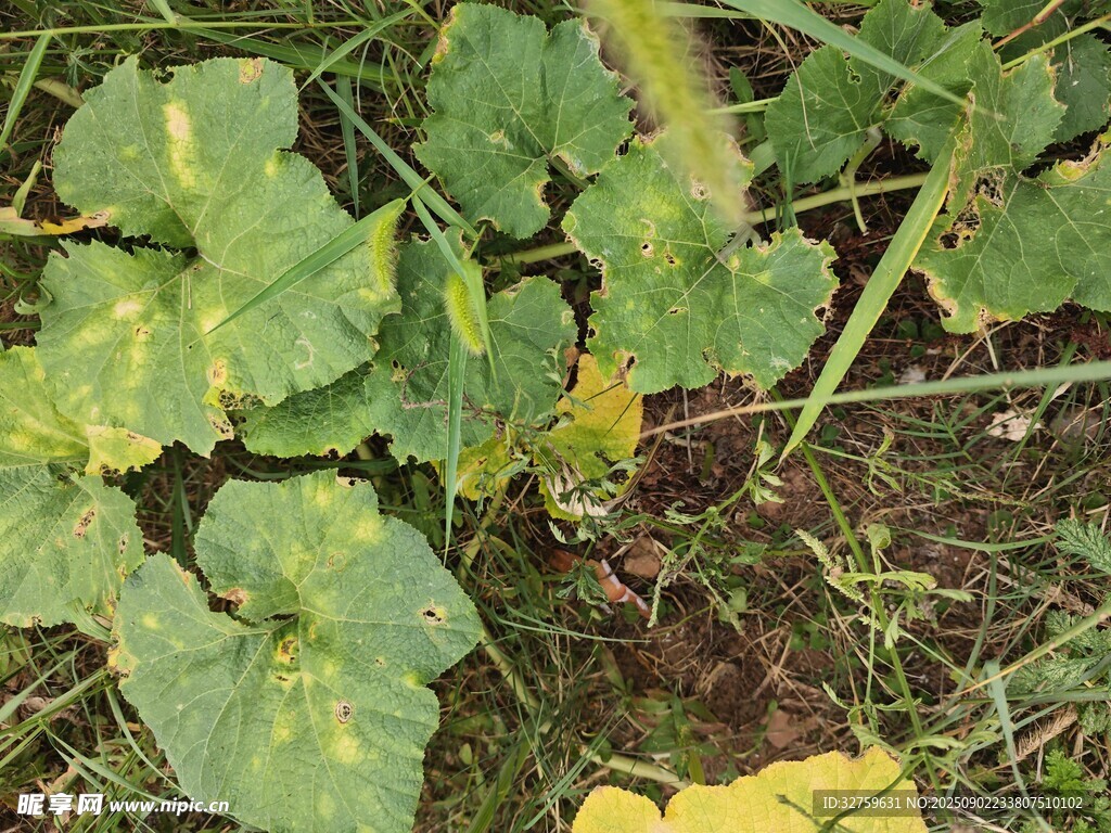 地面上的绿色植物叶片