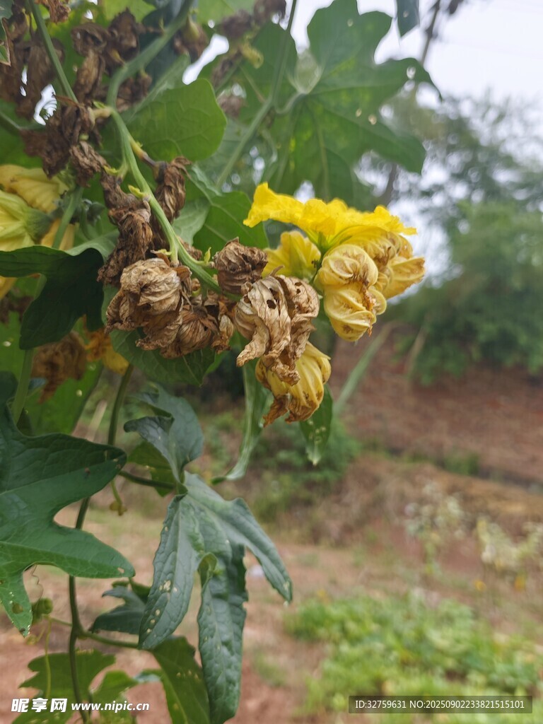 枝头绽放的黄色花朵